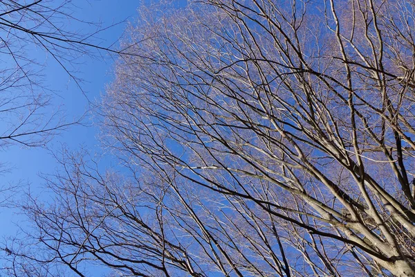 Muchos Árboles Secos Bajo Cielo Azul Día Soleado Bosque —  Fotos de Stock