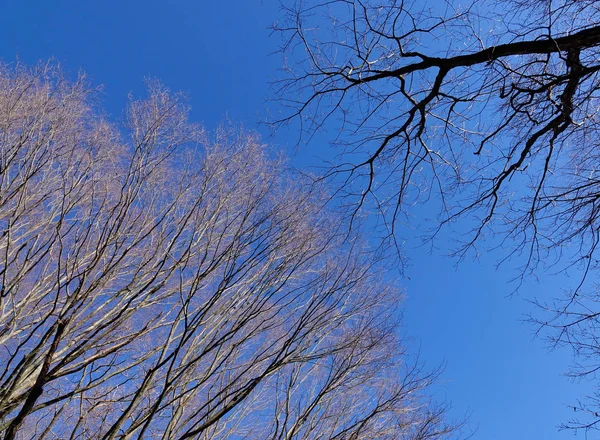 Árboles Secos Bajo Cielo Azul Día Soleado Yamanasi Japón — Foto de Stock