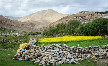 Hardal çiçeği alan Leh, Ladakh, Hindistan dağ arka plan ile. Ladakh Jammu ve Keşmir en seyrek nüfuslu bölgelerde biridir.