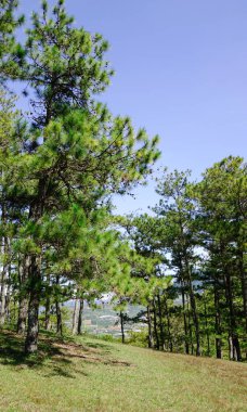 Çam ağacı orman Dalat, Vietnam için güneşli gün. Yollar ve ağaç kadife çiçeği çiçeği kışın büküm ile çam ahşap da Lat'ın belirli yerler vardır.