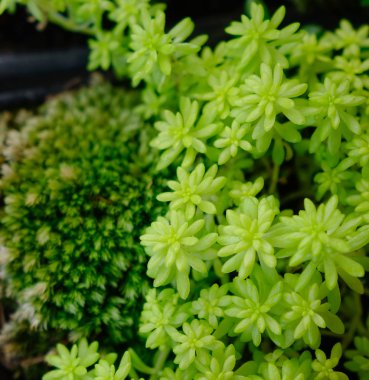 Yeşil bitkiler için önerilerim evde, yakın çekim.