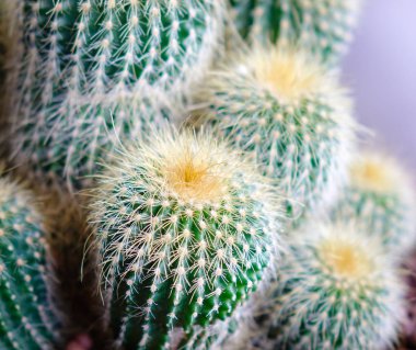 Şekilli kaktüs uzun dikenler ile kapatın. Sığ Dof.