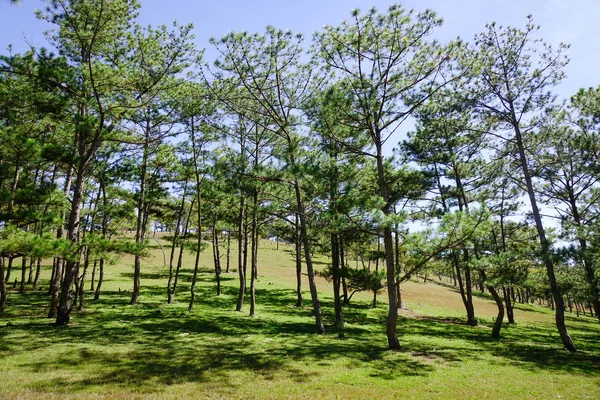 Nature Landscape Dalat Vietnam — Stock Photo, Image