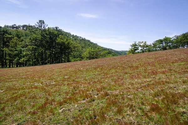 Çim hill adlı Dalat, Vietnam için güneşli bir gün. Yollar ve ağaç kadife çiçeği çiçeği kışın büküm ile çam ahşap da Lat'ın belirli yerler vardır.