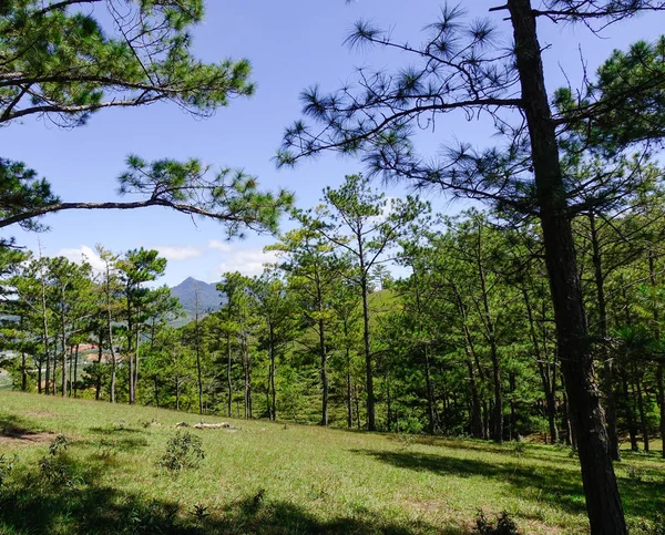 Bosque Pinos Primavera Dalat Vietnam Las Vistas Específicas Lat Son —  Fotos de Stock