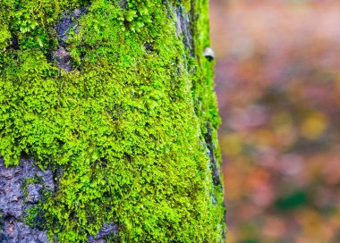 Parlak yeşil yosun ile sonbahar ağacı üzerinde arka plan Japon bahçesinde bırakır..
