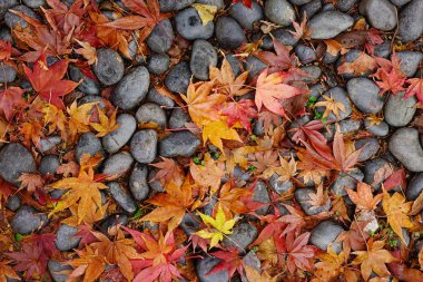 Akçaağaç Japon Bahçesi buzlu Kyoto, Japonya'nın yaprak. Kyoto içeren yaklaşık 2.000 tapınak ve türbelerin.