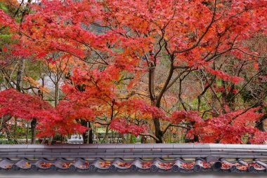Akçaağaç Japonca eski kale Kyoto, Japonya'nın sonbahar bahçe. Kyoto içeren yaklaşık 2.000 tapınak ve türbelerin.