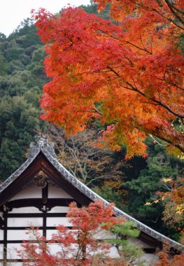 Main Hall Eikando Temple Kyoto, Japonya ile sonbahar ağaçlar. Eikando Zenrinji Tapınağı üst-orta Kyoto şehir doğusunda bulunur.