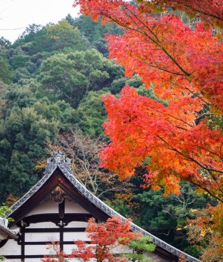 Main Hall Eikando Temple Kyoto, Japonya ile sonbahar ağaçlar. Eikando Zenrinji Tapınağı üst-orta Kyoto şehir doğusunda bulunur.