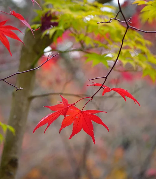 Makro Klon Liści Jesienią Kyoto Japonia Kyoto Zawiera Około 2000 — Zdjęcie stockowe
