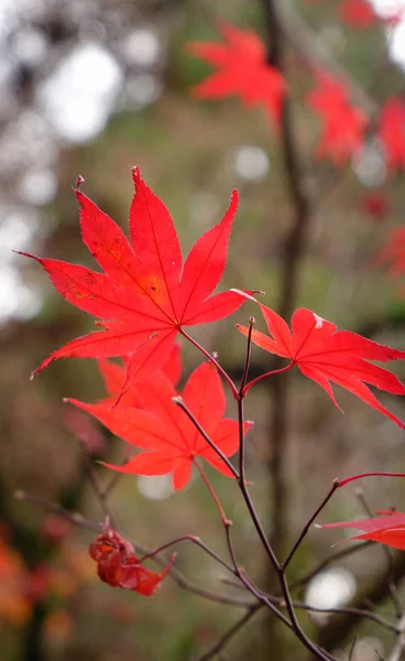 Makro Klon Liści Jesienią Ogród Kyoto Japonia Kyoto Zawiera Około — Zdjęcie stockowe