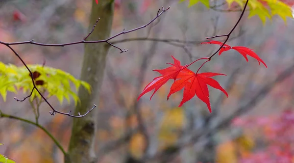 Makro Klon Liści Jesienią Kyoto Japonia Kyoto Miasto Położone Środkowej — Zdjęcie stockowe