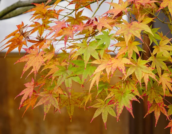 Φύλλα Σφενδάμου Στο Φθινοπωρινό Πάρκο Στο Κιότο Ιαπωνία Κιότο Είναι — Φωτογραφία Αρχείου