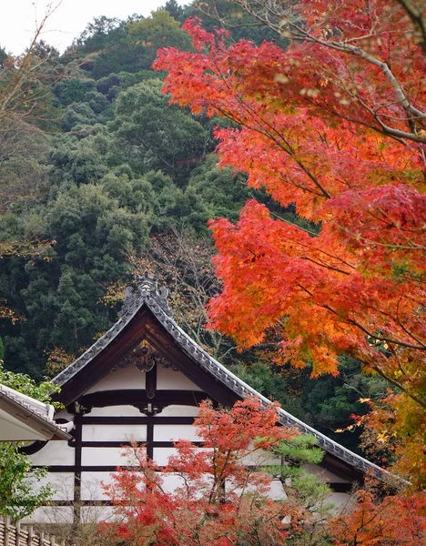 日本京都的爱康藤大殿的秋树 京都是位于日本本州岛中心的一座城市 — 图库照片