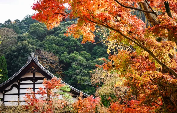 Alberi Autunnali Con Sala Principale Del Tempio Eikando Kyoto Giappone — Foto Stock
