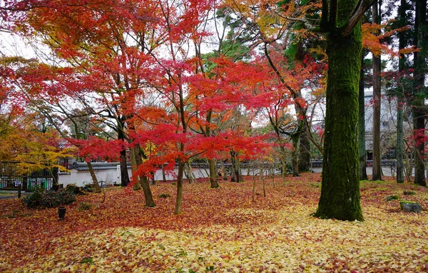 Herfst Bomen Japanse Tuin Van Eikando Tempel Kyoto Japan Kyoto — Stockfoto