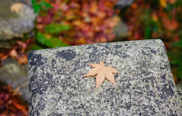 Paisaje Del Jardín Japonés Otoño Hoja Arce Banco Piedra —  Fotos de Stock