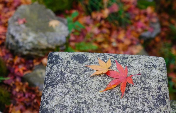 Landscape Japanese Garden Autumn Maple Leaves Stone Bench — Stock Photo, Image