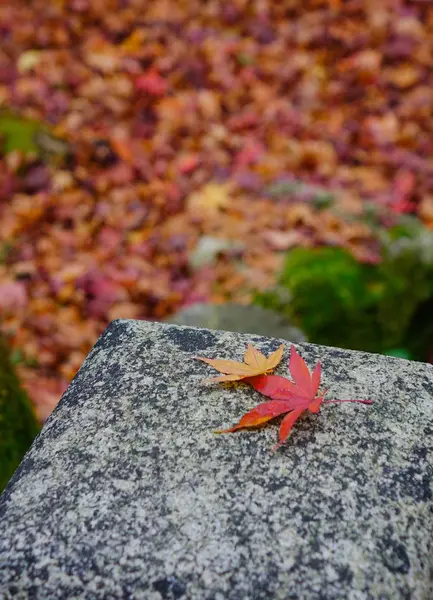 Primer Plano Las Hojas Rojas Jardín Japonés Otoño Hoja Arce —  Fotos de Stock