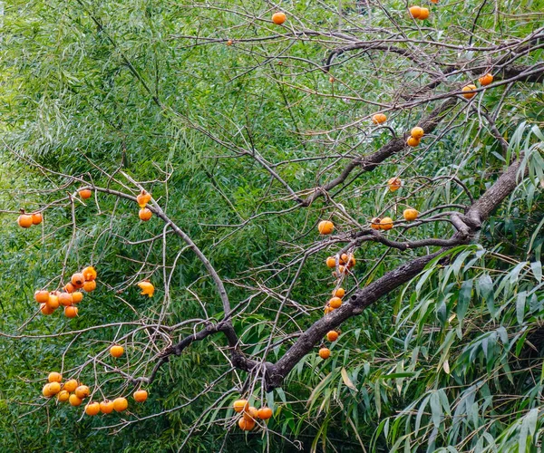 Persimmon tree with fruits at a garden in Kyoto, Japan. With bamboo trees background.