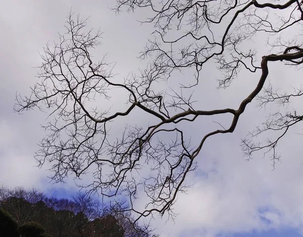 京都の冬の乾燥木 — ストック写真