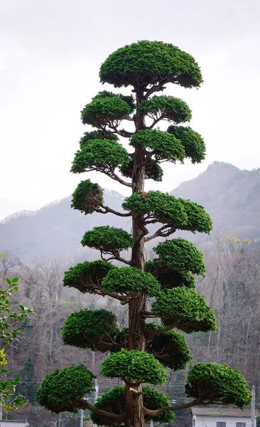 Bonsai Giapponese Giardino Kyoto Giappone — Foto Stock