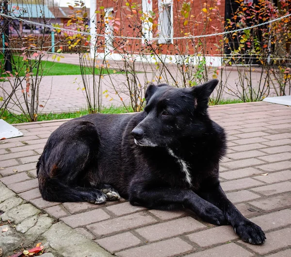 Czarny Pies Leżącego Kamień Drogi Miejscowości Suzdal Vladimir Federacja Rosyjska — Zdjęcie stockowe