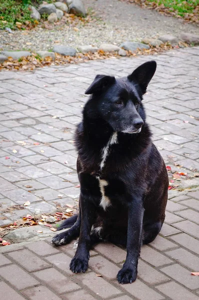 Schwarzer Hund Sitzt Auf Einer Steinstraße Dorf Susdal Wladimir Russland — Stockfoto
