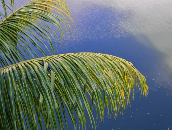 Palmblätter Auf Dem Baum Mekong Delta Südvietnam — Stockfoto