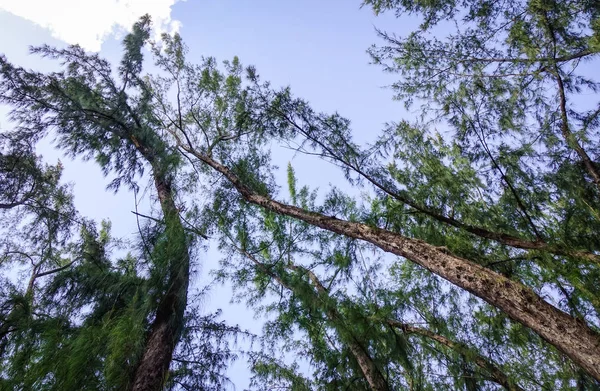 Populus Árvores Sob Céu Azul Verão Maurício — Fotografia de Stock