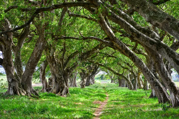 Zelené Stromy Silnicí Slunečný Den Tropickém Pralese — Stock fotografie