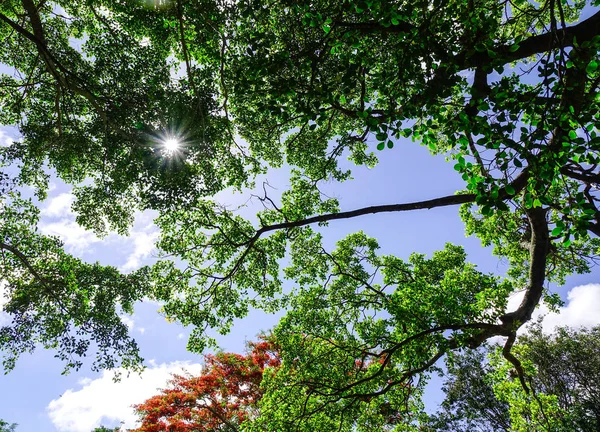 Gröna Träd Blå Himmel Den Soliga Dagen Tropisk Skog — Stockfoto