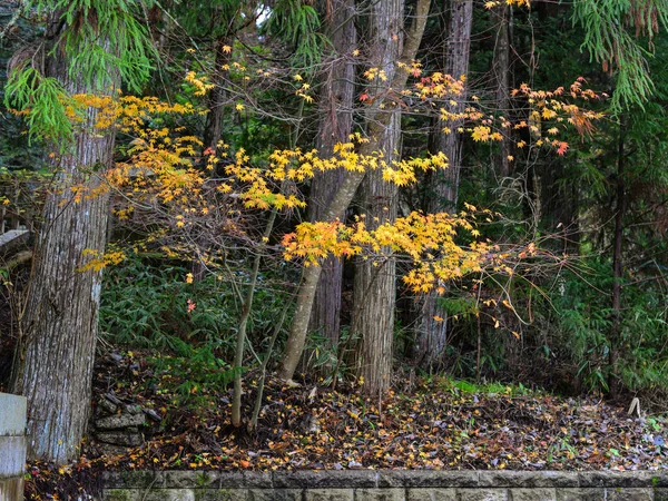 Осінні Дерева Осінь Koyasan Кансай Японія — стокове фото