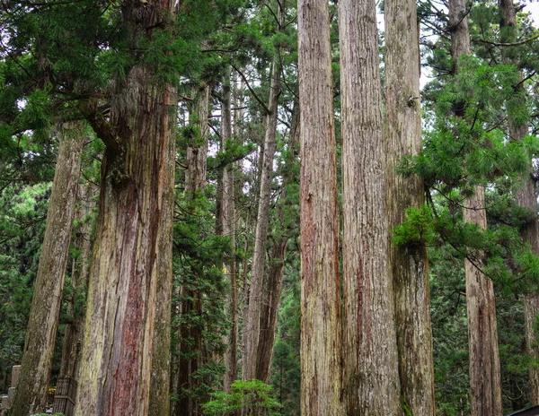 Huge pine trees at sacred forest in Koyasan, Japan.