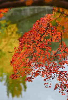 Nara, Kansai, Japonya Japon Garden doğa arka plan ile sonbahar yaprakları. 2010 yılında, Nara Japans İmparatorluk başkenti onun yükseliş 1,300th yıldönümünü kutladı.