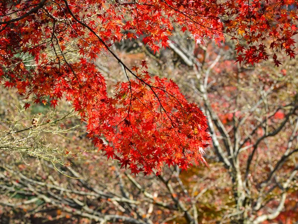 Landschaft Des Japanischen Gartens Herbst Nara Kansai Japan Ahornblätter Nara — Stockfoto