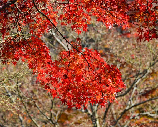 Пейзаж Японского Сада Осенью Наре Кансай Япония Мэйпл Уходит Парк — стоковое фото