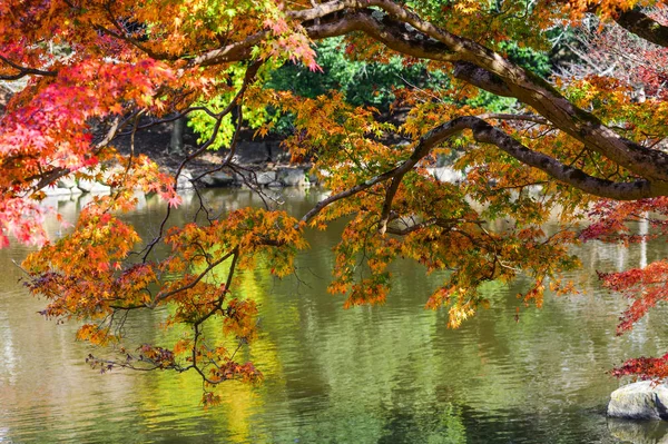 Paisagem Jardim Japonês Outono Nara Kansai Japão Árvores Outono Perto — Fotografia de Stock