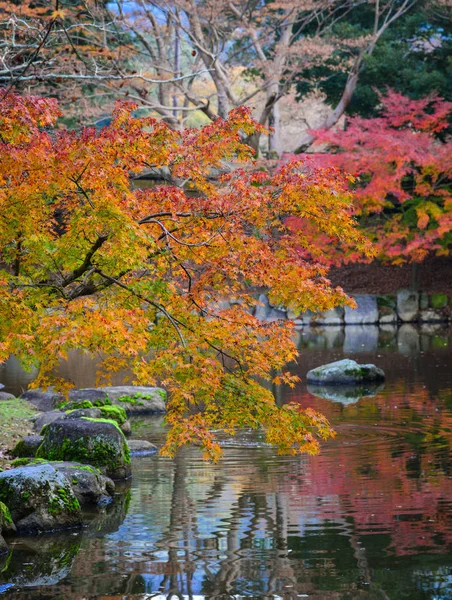 日本の秋の日本庭園の風景 メープルの木 — ストック写真