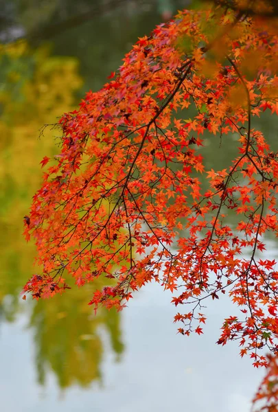 Folhas Outono Com Fundo Natureza Jardim Japonês Nara Kansai Japão — Fotografia de Stock