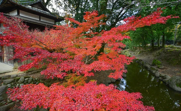 Maple Tree Wooden House Japanese Garden Nara Kansai Japan Red — Stock Photo, Image