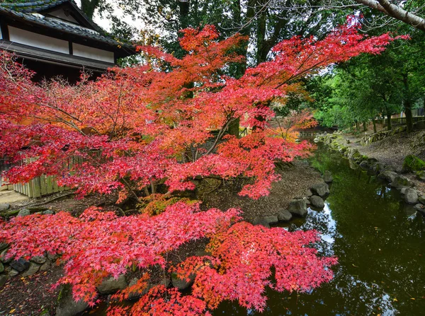 日本の秋の日本庭園の風景 奈良は日本の最もやりがいのある地の一つ — ストック写真