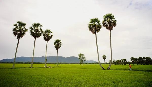 Reisfeld Mit Palmen Bei Regentag Mekong Delta Vietnam — Stockfoto