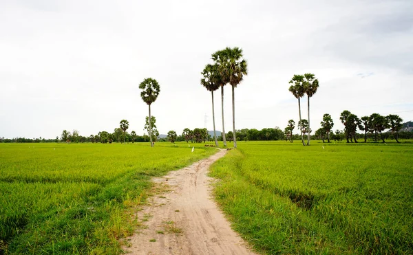 Campo Arroz Com Palmeiras Dia Chuvoso Mekong Delta Vietnã Milhões — Fotografia de Stock