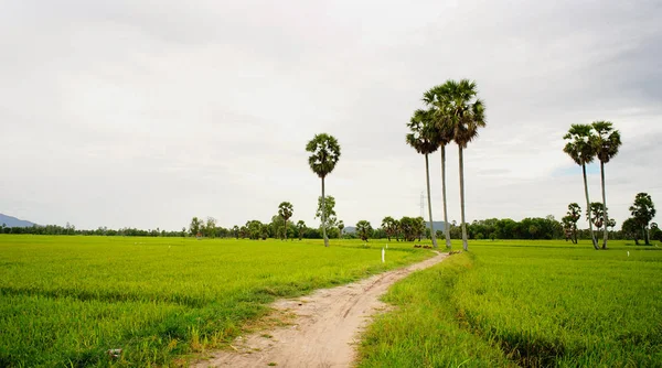 Reisfeld Mit Palmen Regentagen Mekong Delta Vietnam Das Mekong Delta — Stockfoto