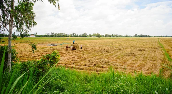 Mekong Delta Vietnam Aug 2016 People Carrying Grass Cart Rice — Stock Photo, Image