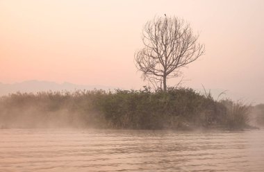 Yalnız ağaçta sis Shan devlet, Myanmar gündoğumu, Inle Gölü'nün yatay.