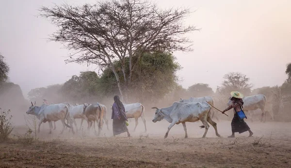 Burmese Women Cows Walking Dusty Road Sunset Bagan Myanmar — Stock Photo, Image