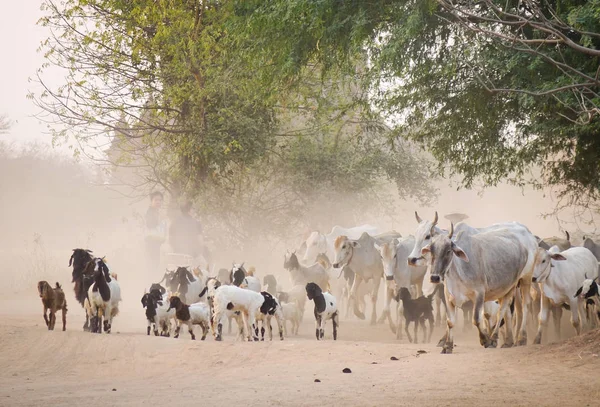 Koeien Geiten Lopen Stoffige Weg Bij Zonsondergang Bagan Myanmar — Stockfoto